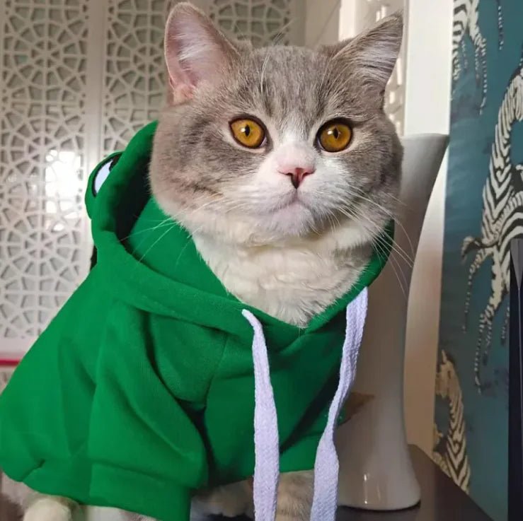 Funny Frog Pet Hoodie – Cat Wearing Cozy Warm Outfit in Autumn Setting